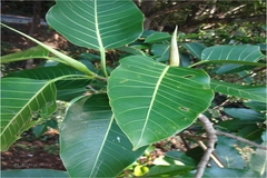 Ficus beddomei